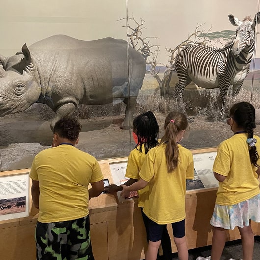 A group of multi-cultural students, in yellow t-shirts, on a field trip a the Putnam looking at a rhinoceros and zebra in the Hall of Mammals exhibit.