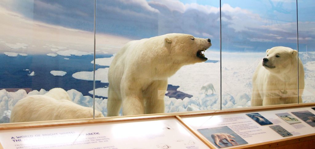 Hall of Mammals exhibit. A family of polar bears in an arctic diorama with icebergs and an arctic fox.