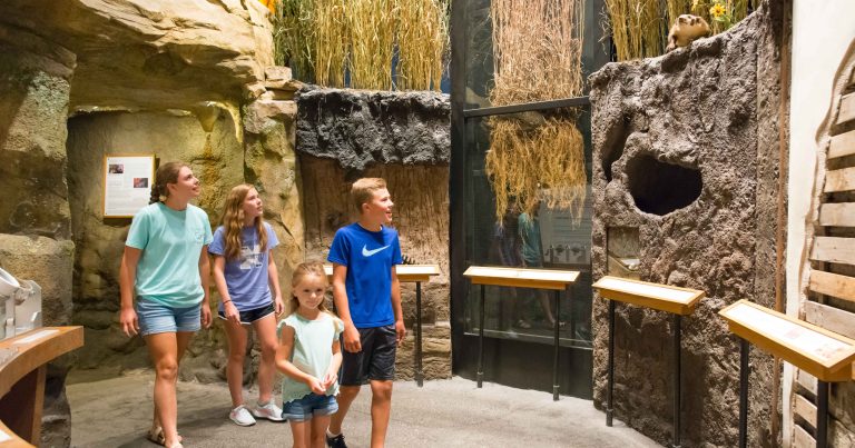 Children, three girls and one boy exploring prairie grasses outside of the cave in the Mississippi River exhibit, Black Earth, Big River.