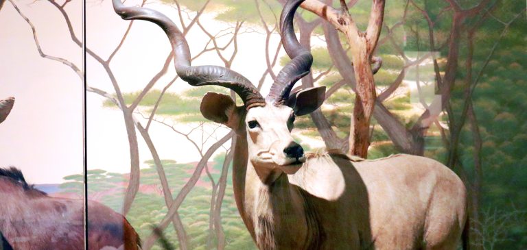 Greater Kudu on exhibit at the Putnam Museum, in the Hall of Mammals