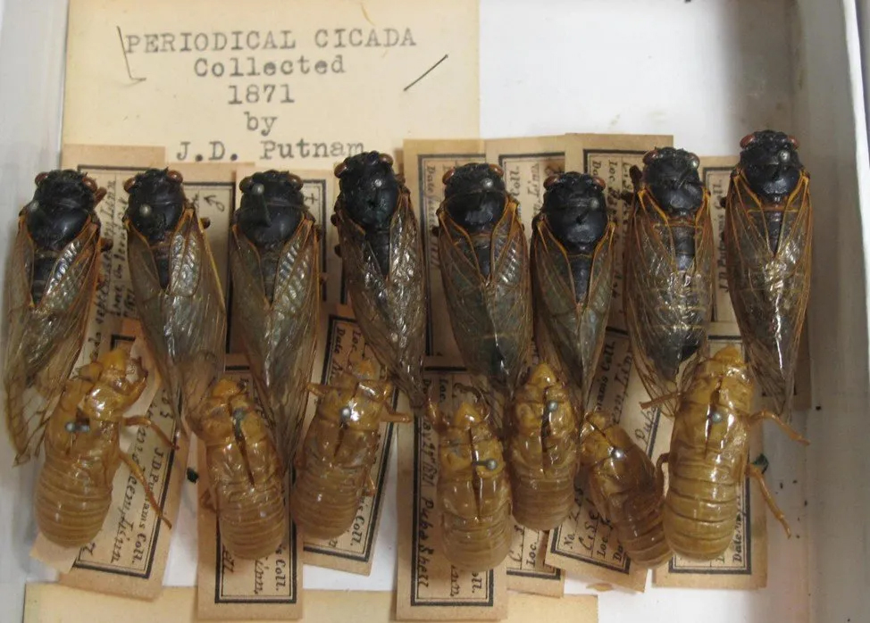 Cicada collection from J.D. Putnam