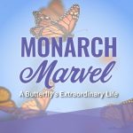 Monarch Marvel: A Butterfly's Extraordinary Life