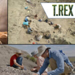Sensory-Friendly T. Rex