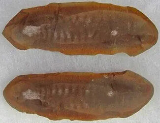 Specimen of the state fossil of Illinois, the Tully Monster. A red-orange oblong rock with a faint lined pattern in the center.