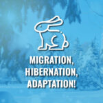 Winter Camp: Migration, Hibernation, Adaptation!