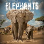 Sensory-Friendly Elephants Giants of the Desert