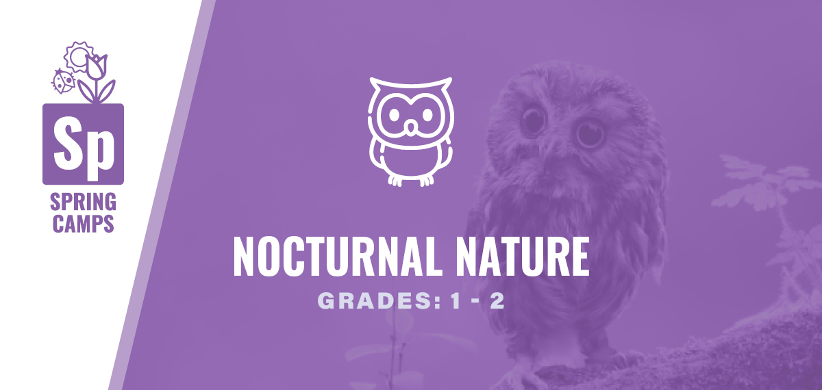 Grades 1-2: Nocturnal Nature