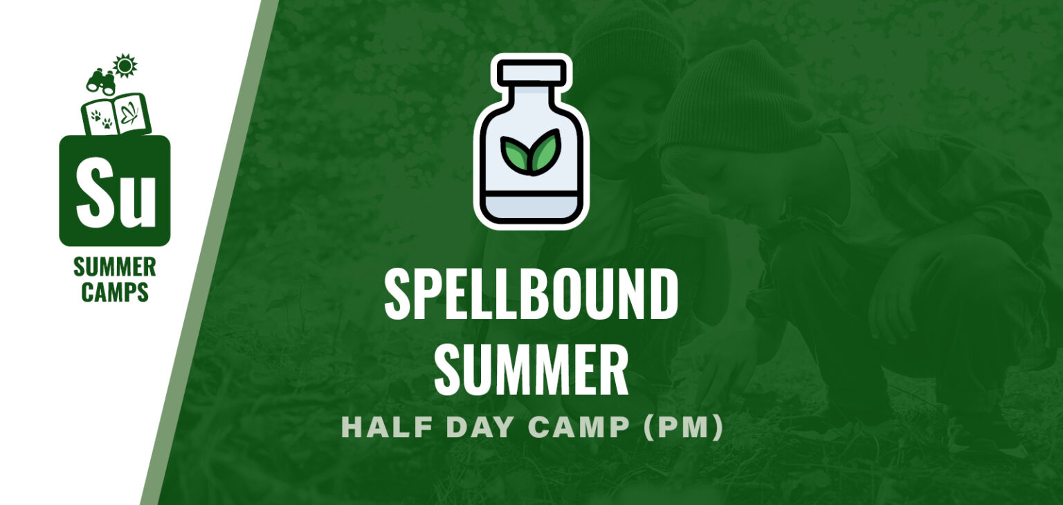 spellbound Summer