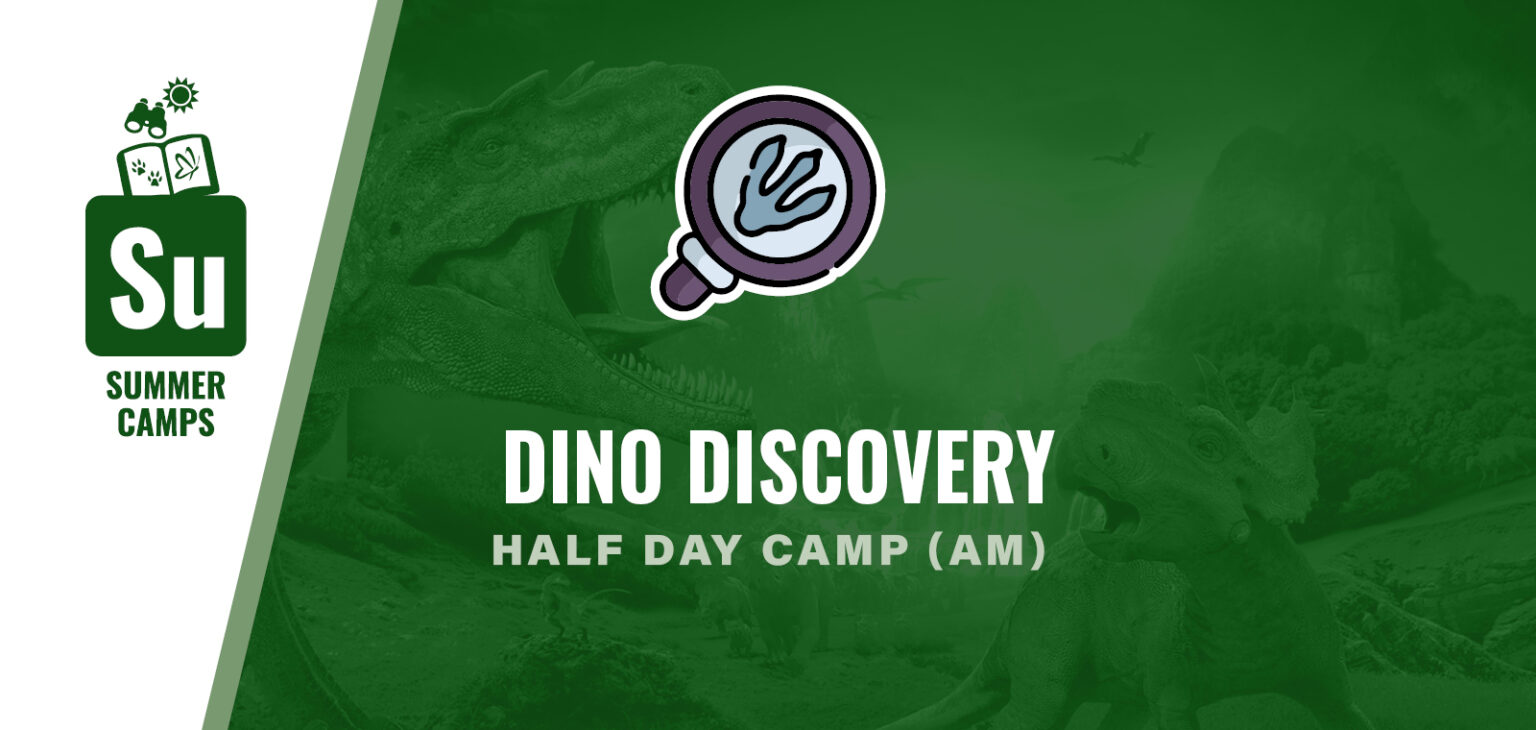 Dino Discovery
